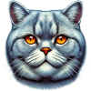 Britisch Kurzhaar Katze