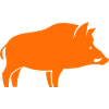 Wild boar hunter