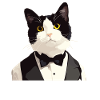 Tuxedo Kitten Tuxedo Cat