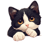 Tuxedo Kitten Tuxedo Cat