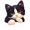 Tuxedo Kitten Tuxedo Cat