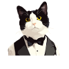 Tuxedo Kitten Tuxedo Cat