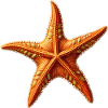 Étoile de mer