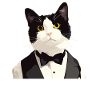 Tuxedo Kitten Tuxedo Cat