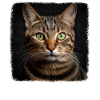 Tabby Kitten Tabby Cat