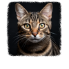 Tabby Kitten Tabby Cat