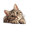 Tabby Kitten Tabby Cat