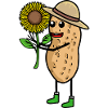 Peanut Nut Gardener Sunflower Flower
