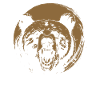 Grizzli Ours brun