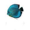 Discus Cichlid Fish Keeper Nowoczesna odzież miejska