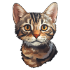 British Shorthair Cat Head