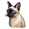 Siamese cat