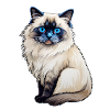Ragdoll Cat