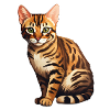 Bengal Cat