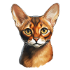 Tête de chat abyssin