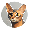 Abyssinian Cat Head