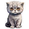 Scottish Fold Cat