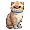 Scottish Fold Cat