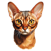 Abyssinian Cat Head