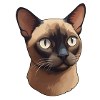 Burmese Cat Head