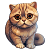 Scottish Fold Cat