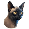 Burmese Cat