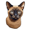 Chat birman