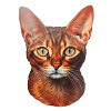 Tête de chat abyssin