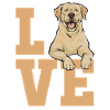 Yellow Labrador Retriever