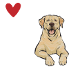 Labrador Retriever jaune