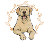 Yellow Labrador Retriever