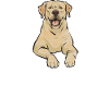 Labrador Retriever jaune