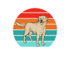 Labrador Retriever jaune