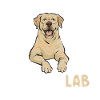 Labrador Retriever jaune