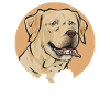 Labrador Retriever jaune