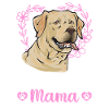 Labrador Retriever jaune