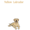 Labrador Retriever jaune
