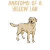 Labrador Retriever jaune