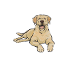 Labrador Retriever jaune