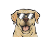 Labrador Retriever jaune