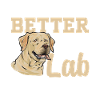 Labrador Retriever jaune