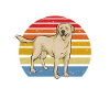 Labrador Retriever jaune