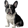 Jeg elsker fransk bulldog - fransk bulldog