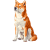 Akita