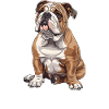 Bulldog