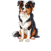 Australian Shepherd