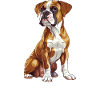 Boxer