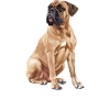 Bullmastif