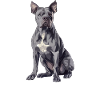 Cane Corso