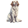 Clumber Spaniel